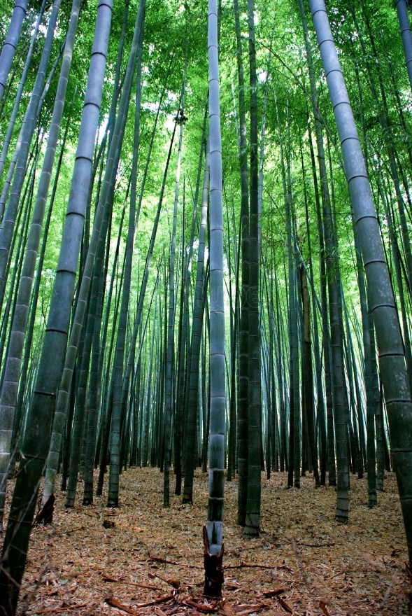 bosque_bambu